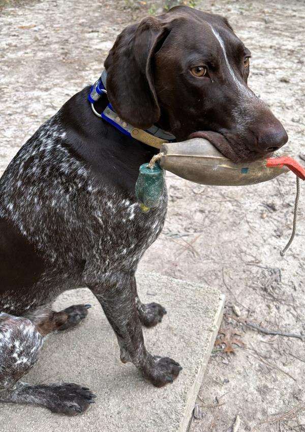 /Images/uploads/Southeast German Shorthaired Pointer Rescue/segspcalendarcontest/entries/31121thumb.jpg